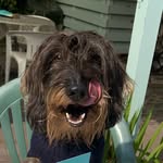William Dexter P Sausage - @william.dexter.p.sausage - Instagram