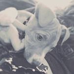 William Dickens Jr. - @dickensjr.william - Instagram