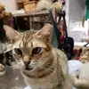 williamding2736 - @williamding2736 - TikTok