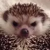 williamdobbins03 - @williamdobbins03 - TikTok