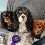 William, Dora, Mabel and family - @williamdoraandmabelckcs - Instagram