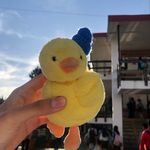 Willy the duck - @william.duck_23 - Instagram