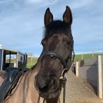 William Duff - @willduffeventing - Instagram