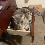 William Eddy - @doomcat1001 - Instagram