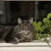 William Eisenmenger - @twitchys - TikTok