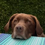 William Eley - @wde8.2 - Instagram