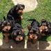 William Elison - Facebook