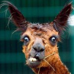 William Røddik Elsner - @jurrasic_lama - Instagram
