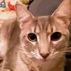 william Englert - @greenninja3264 - TikTok