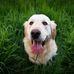 Will Enright - Facebook