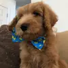Henry the Giant Doodle Pup - @henryfitzwilliamdoodle - TikTok
