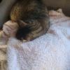 William Flesch - @william.flesch5 - TikTok