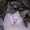 william.fontaine - @william.fontaine - TikTok