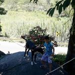 william foronda - @william.foronda - Instagram