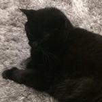 William Fortier - @boris_the_fat_cat21 - Instagram