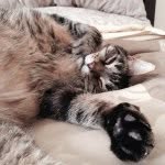 William The Cat🐱 - @furry_william_kitty - Instagram