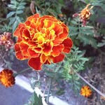 Wiliam Galiński - @willli_xd - Instagram