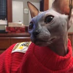 William-Karen Gamache - @maroon_redwing - Instagram