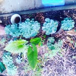 garden William - @garden_william - Instagram