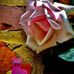 William Root House Museum &amp; Garden - Facebook