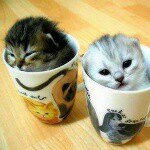 william valencia flores - @william_gatitos - Instagram