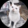 Williams - @williamgato24 - TikTok