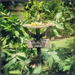 William Geddes - @helenegeddesvcc - Instagram
