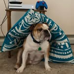 William Geis - @sutrus307 - Instagram