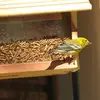 William Geissinger - @william.geissinge - TikTok
