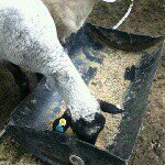 horse bob - @_william_gilpin_sheep_man - Instagram