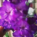William Glickman - @vividiofish - Instagram