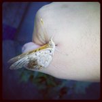 William Glickman - @izarchindu - Instagram