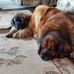 Wild Bill Goodhue - Facebook
