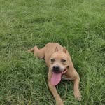 William L Gorrell - @dogman7598 - Instagram