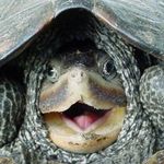 William Gossard - @evil_dr_turtle - Instagram