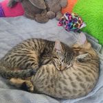 William Goulet - @someguynamed_will - Instagram
