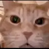 Cat_React - @gramswilliam - TikTok