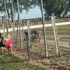 🍺Williamgray🍺🇳🇿💯🤘🏻 - @farmer493 - TikTok