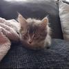 william.hallstrom201 - @william.hallstrom2010 - TikTok