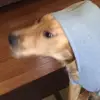 William Harold - @doodles_and_dogs20 - TikTok