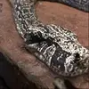 William_Hatcher - @William_Hatcher - TikTok