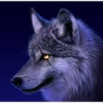 william havens - @goldenwolf2017 - Instagram