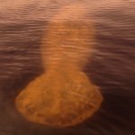 William Healey - @manatee_news - Instagram