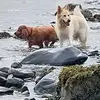 William Heppolette - @william.heppolett - TikTok