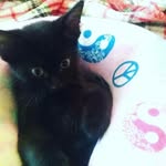 werido - @herald_william_ - Instagram