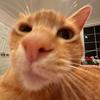 william heyman - @william.heyman - TikTok