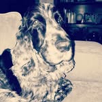 willas - @william.hinde - Instagram