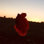 @william_hoadley - Instagram