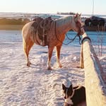 William Hofer - @sc_ranching - Instagram