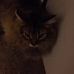 🐱William Holifield🐱 - @the_main_me - Instagram